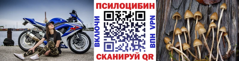 где можно купить Будённовск Псилоцибиновые грибы Cubensis